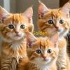 goldentrulycat