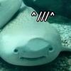 katisaj3llyfish