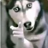 skinwalker634