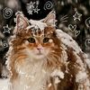moon_on_pawzz_kk