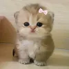 cutepets382