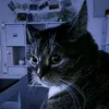 schtoggie