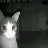 mightclipzz0