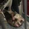 ferret_boy18