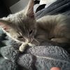 knoxbrown4