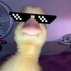 kingkurtje