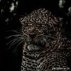 libya.ly555