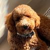 teddydoodlepoodle