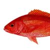 redfishthefristis
