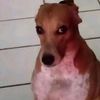bich.del_gogo2