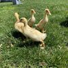 chicken.run05
