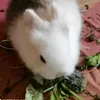 pioupehdlsu
