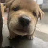anhkhoi_0826