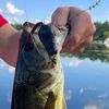 ratlures