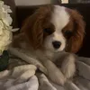 mamepppyr