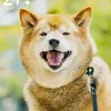user4100956147057