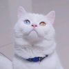dobbycat29