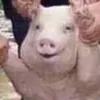 Cừ Ẻ Cừ ĐoÁi