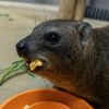 Hyraxibaras