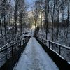lisk_33