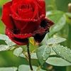 md.labib410