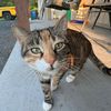 meshathecat