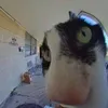 wh0_yvo