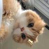 qisy_5