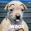 aron5240