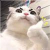 momo.mama960