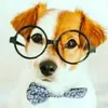 mrdog9963
