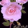 naseem.malik65