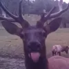 yosemite8382