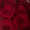 rosepanterapafpaf