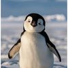 abdullayeva919