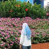 ikhaa_reall