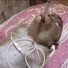 chinchillawhitesneaks