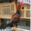 mubarokfarm1