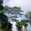 cyrillasalsabila
