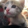 Poke ball collecting kittens