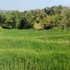petani cerdas