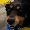 sir_mw_004