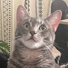 meow11237