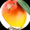 mangobird02