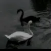 z_5h66