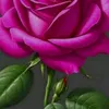 edilene.silva.edd