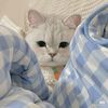 ranyrain85