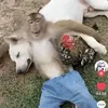 kaidodestroyer4