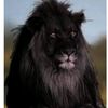 samy_le_lion_noir