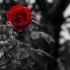 elizabeth.bryson6